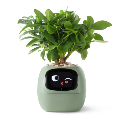 IVY Plant Robot