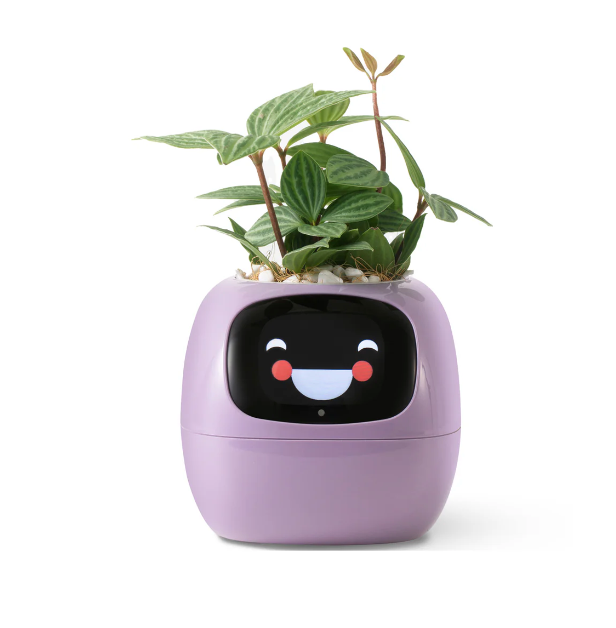 IVY Plant Robot